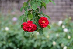 薔薇