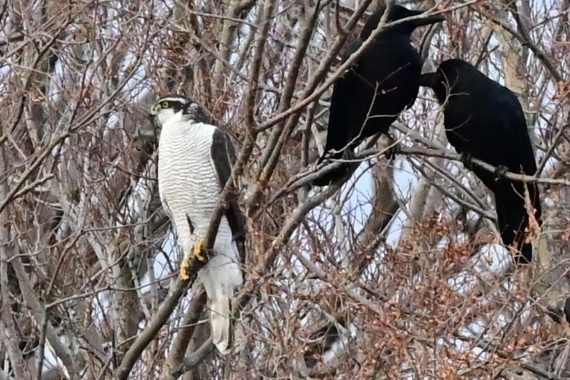 オオタカ成鳥