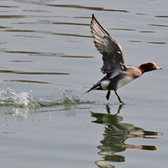 ヒドリガモ　飛翔