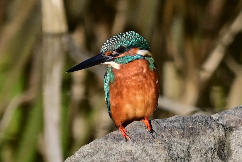 カワセミ