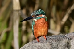 カワセミ
