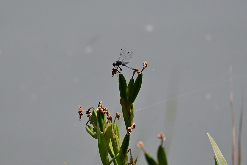 シオカラトンボ