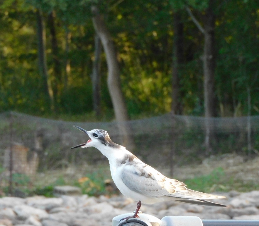 クロハラアジサシ
