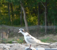 クロハラアジサシ