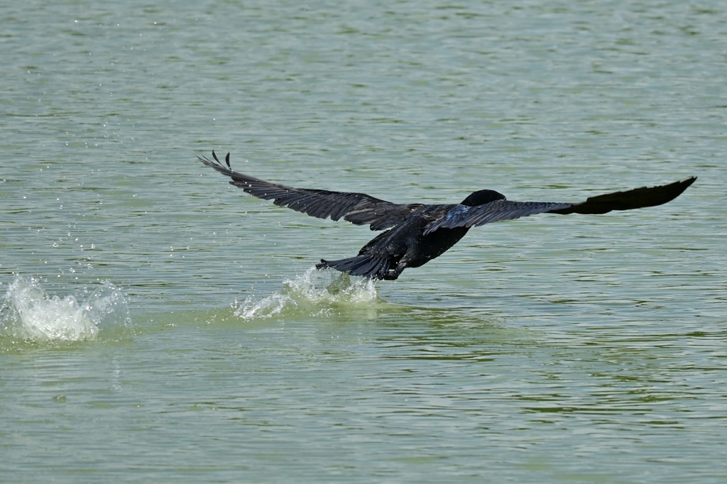 カワウ離水