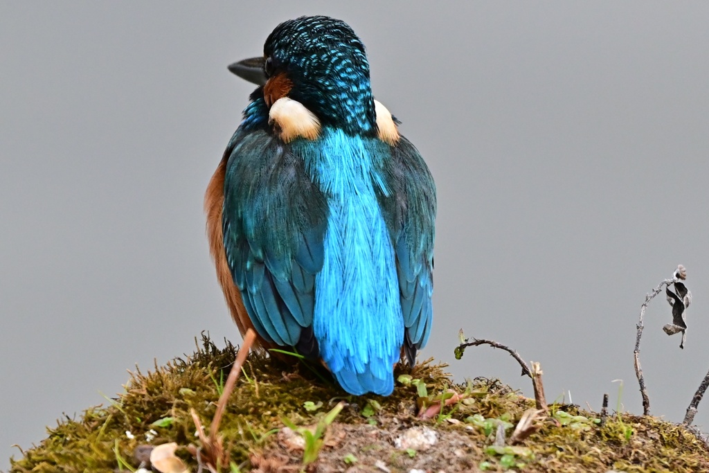 カワセミ