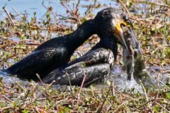 カワウ　ナマズ　ゲット！