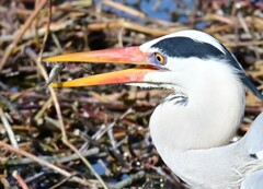 アオサギ 小魚ゲット
