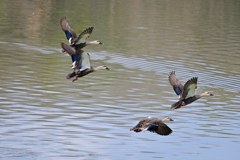 カルガモ飛翔