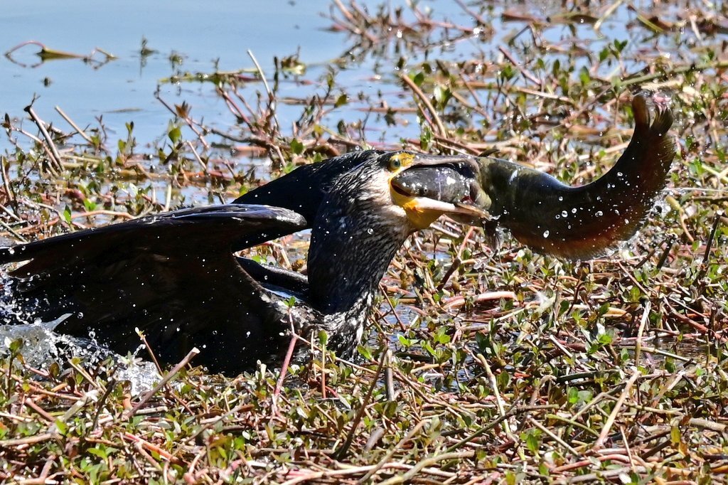 カワウ　ナマズ　ゲット！