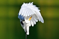 nikon Z 180-600
