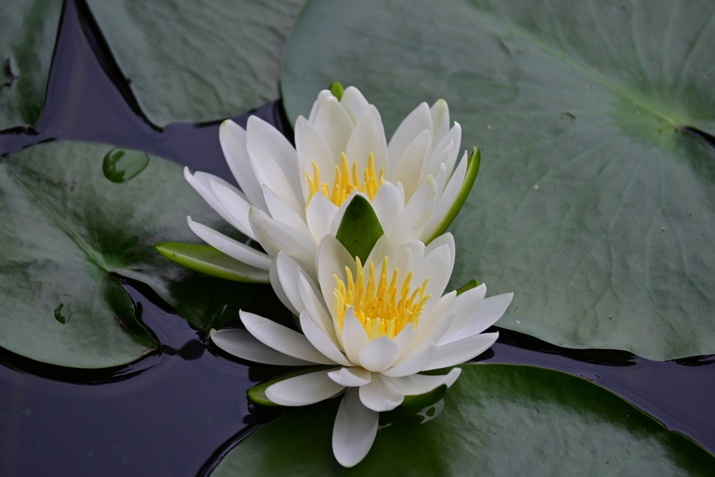 睡蓮