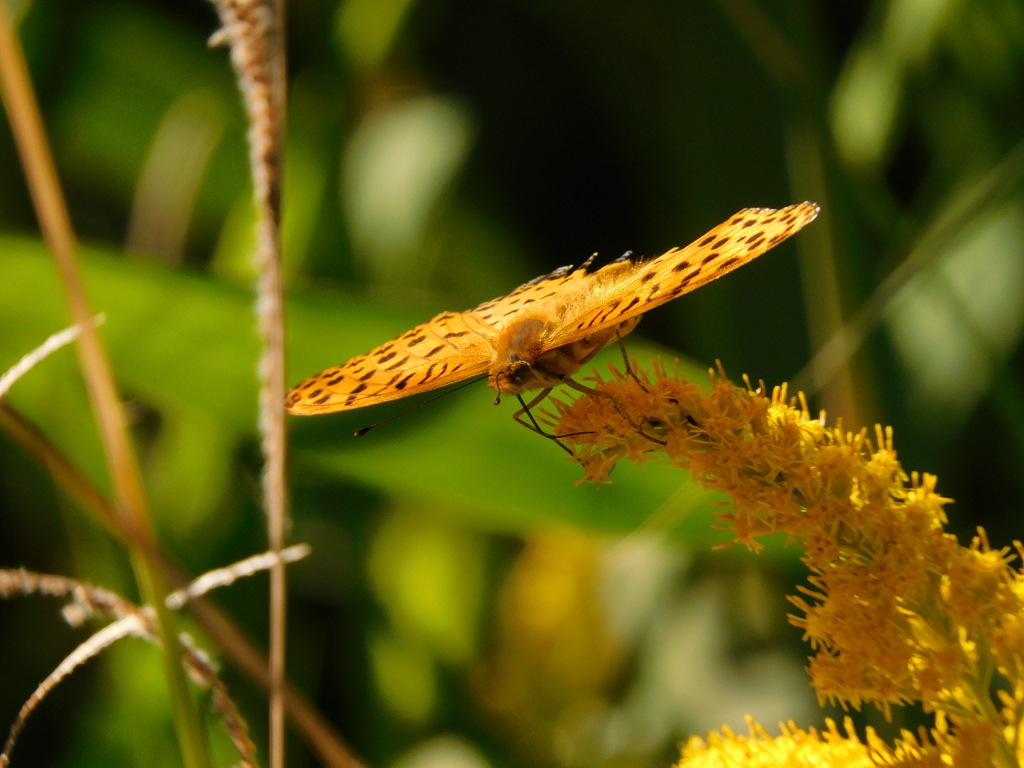 ツマグロヒョウモン
