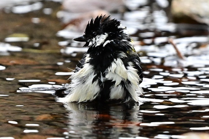 水浴びしてる、シジュウカラ