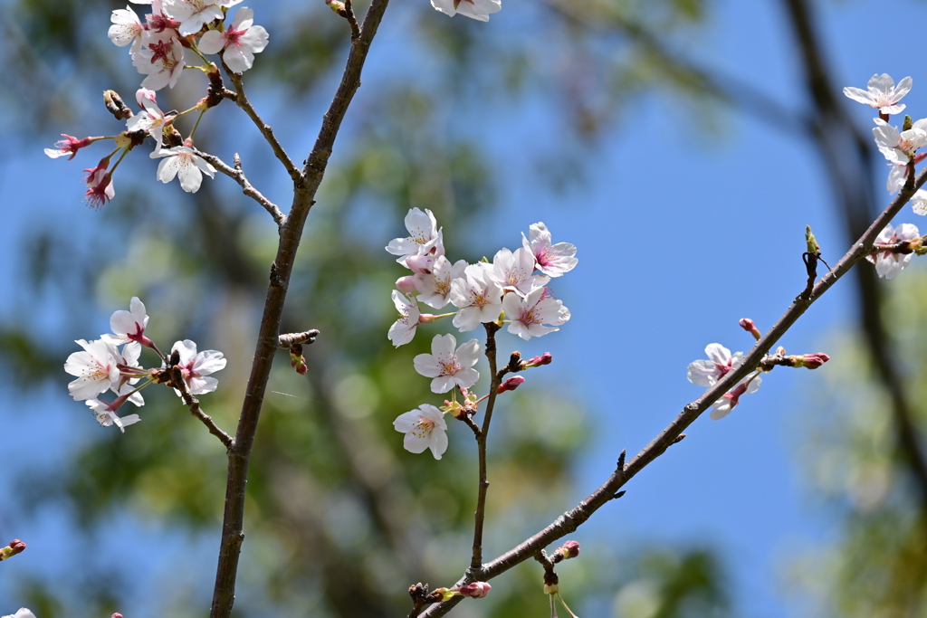 桜