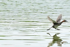水面を駆け抜けるカイツブリ