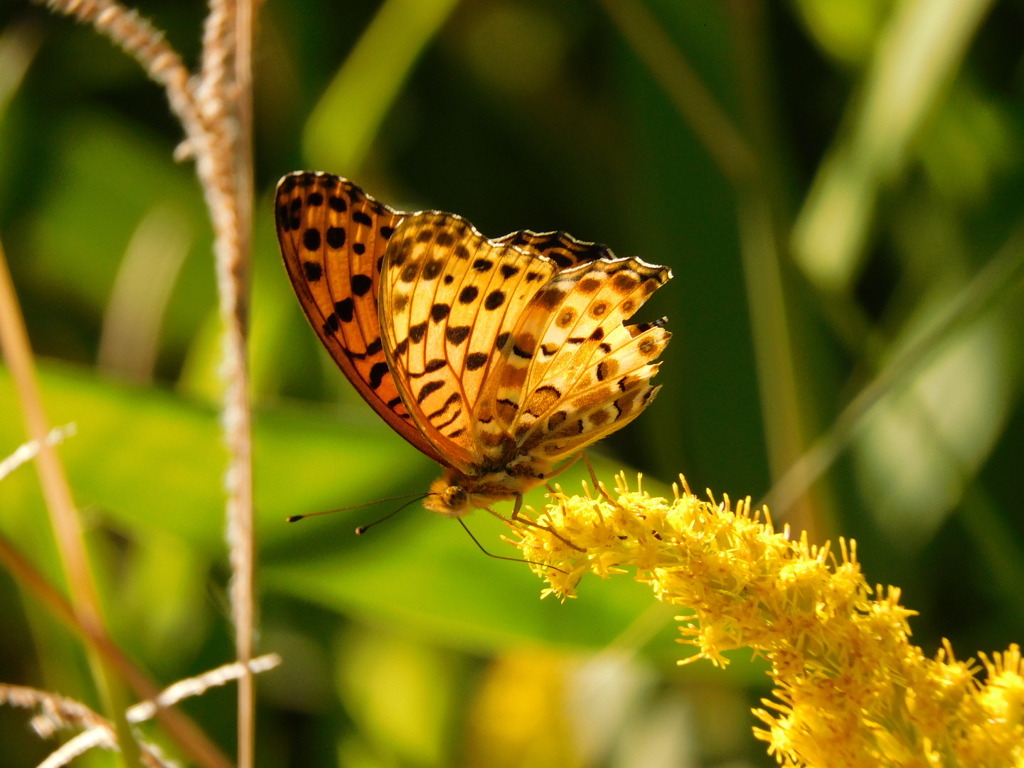 ツマグロヒョウモン