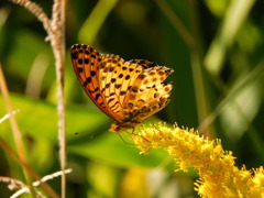ツマグロヒョウモン