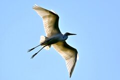 ダイサギ