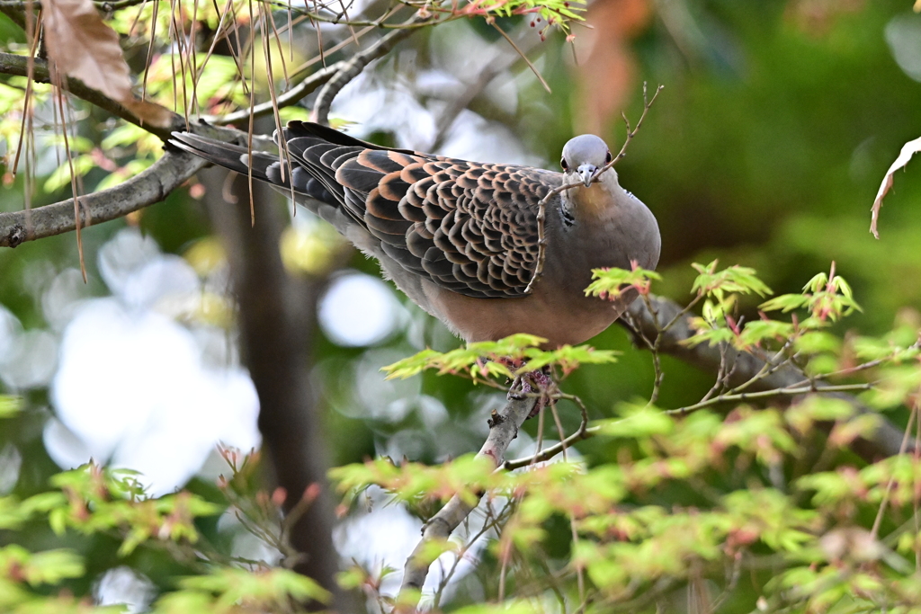 もみじと鳩さん