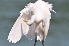 アマサギ