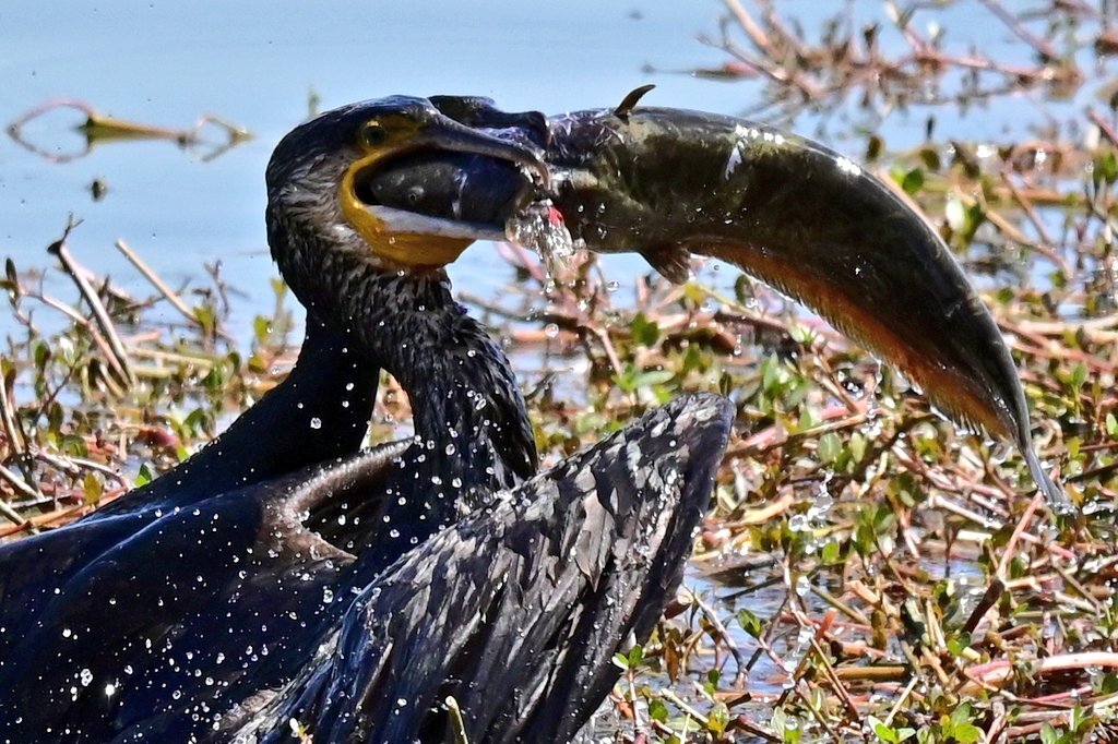 カワウ　ナマズ　ゲット！