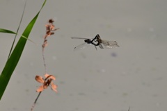 シオカラトンボ　交尾？