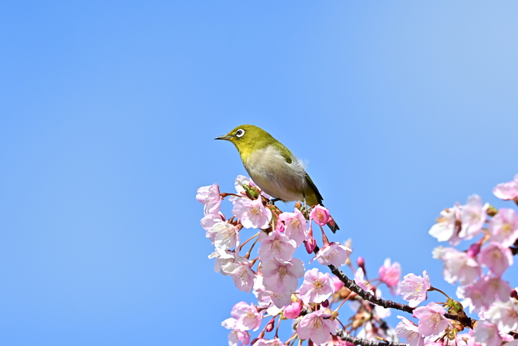 メジロさん