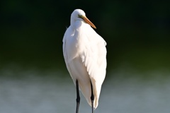 nikon Z 180-600