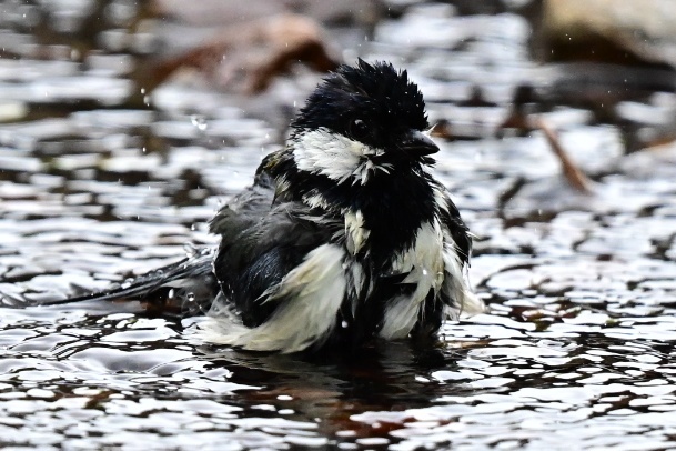 水浴びしてる、シジュウカラ