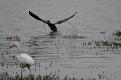 カワウ離水