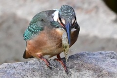 カワセミ