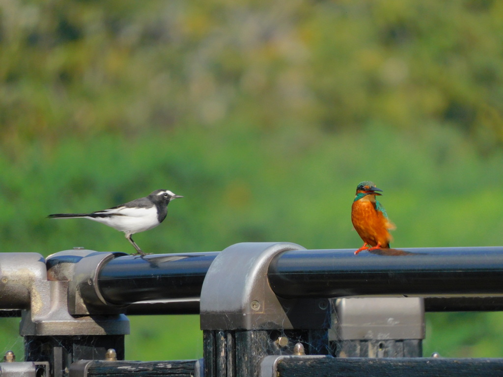 カワセミとセグロセキレイ