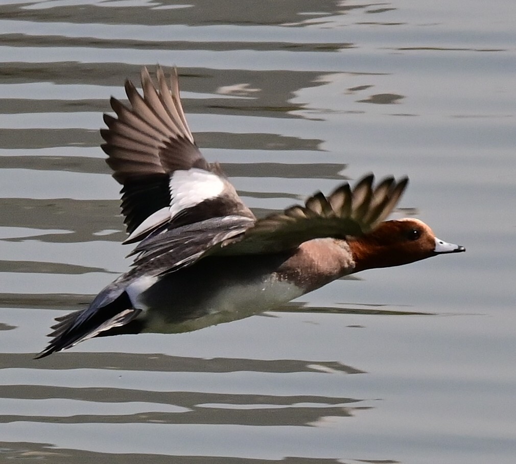 ヒドリガモ飛翔