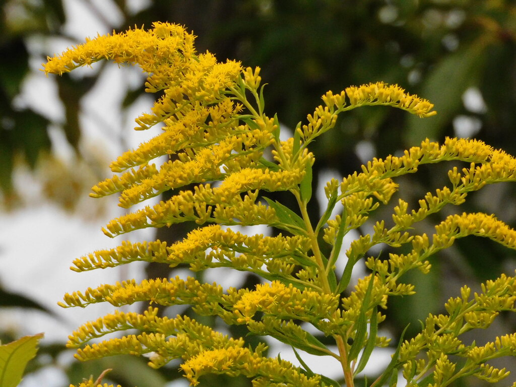 セイタカアワダチソウ