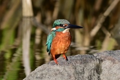 カワセミ