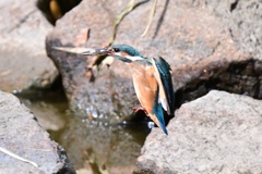 カワセミ
