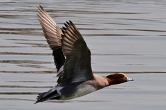 ヒドリガモ飛翔