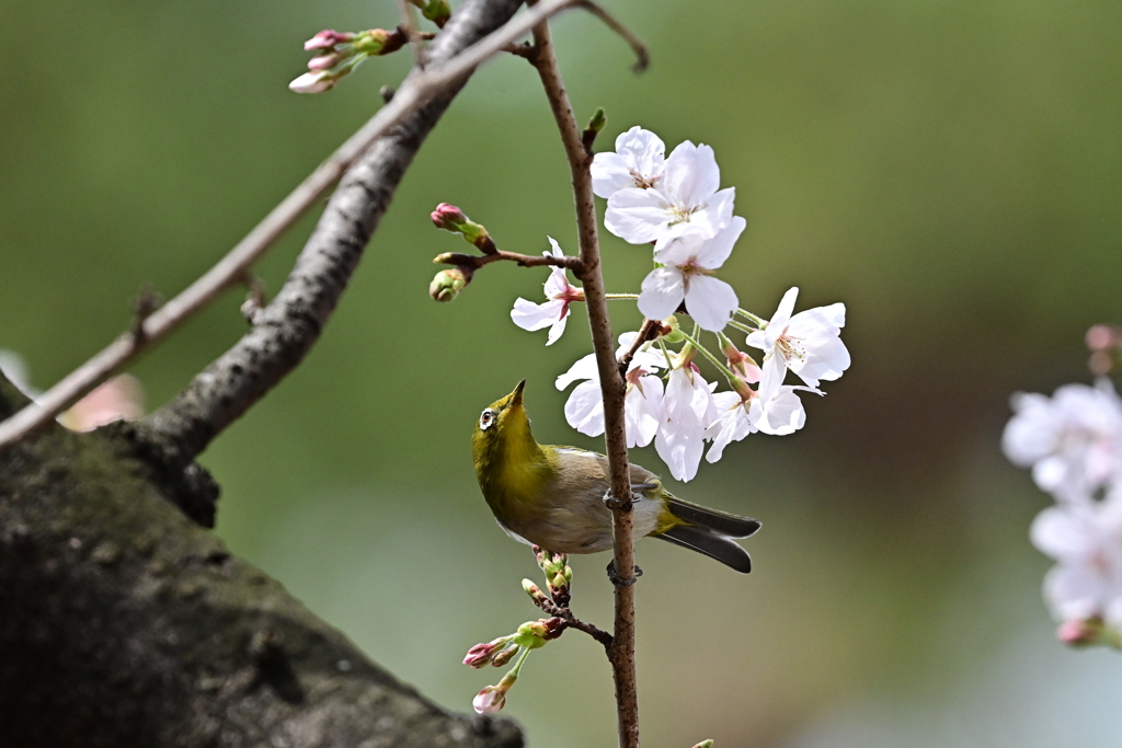 メジロと桜