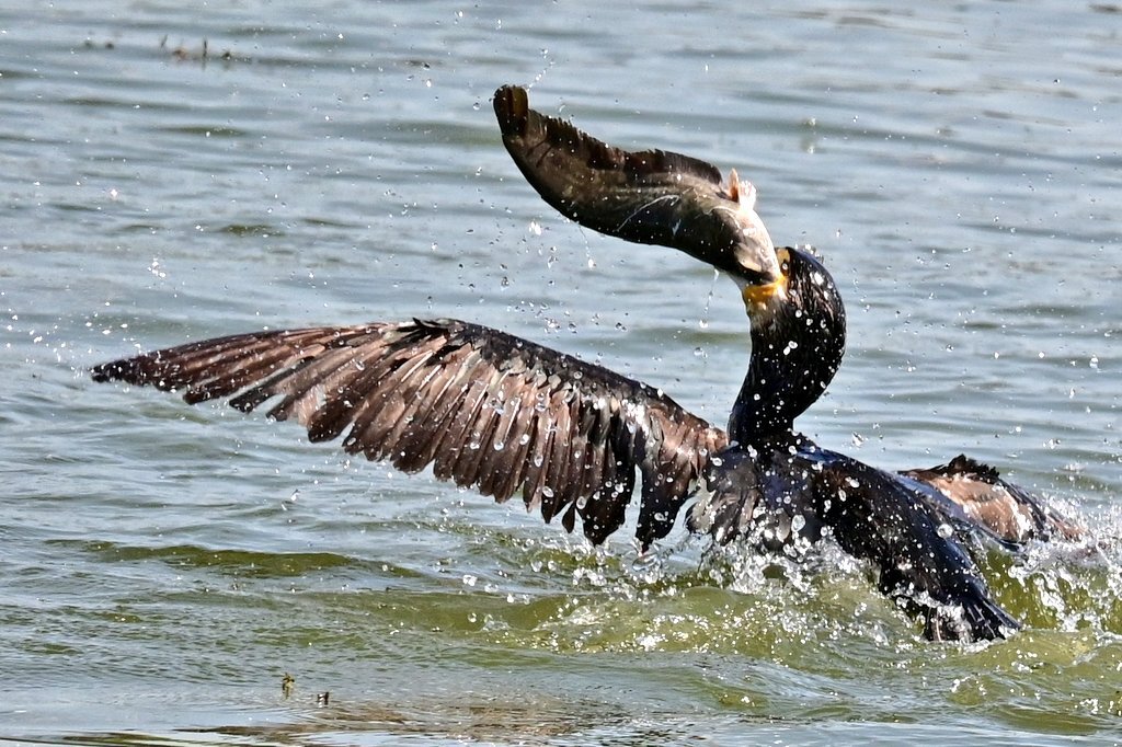 カワウ　ナマズ　ゲット！