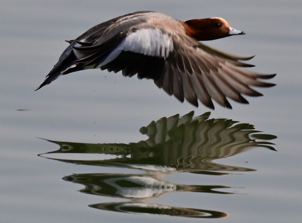 ヒドリガモ飛翔