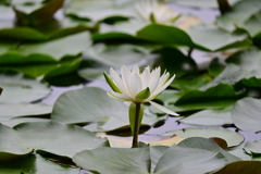 睡蓮