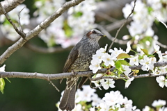 ヒヨドリさん