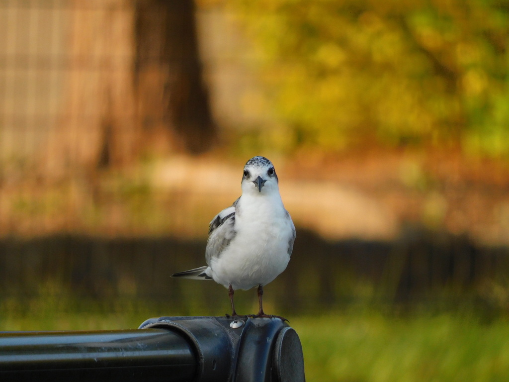 野鳥観察