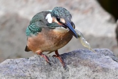 カワセミ