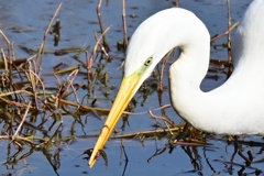 ザリガニ ゲット