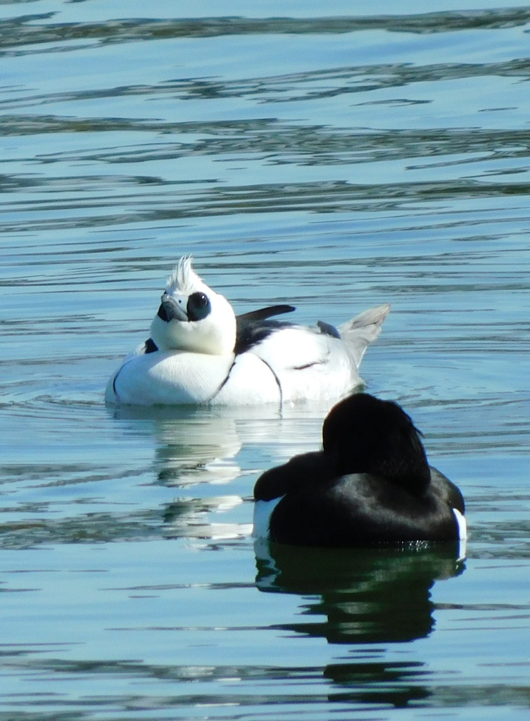 ミコアイサとキンクロハジロ
