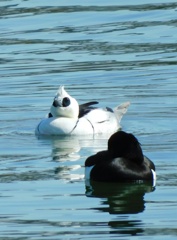 ミコアイサとキンクロハジロ