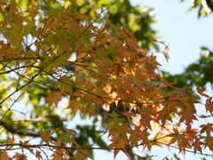 モミジが紅葉し始めました。
