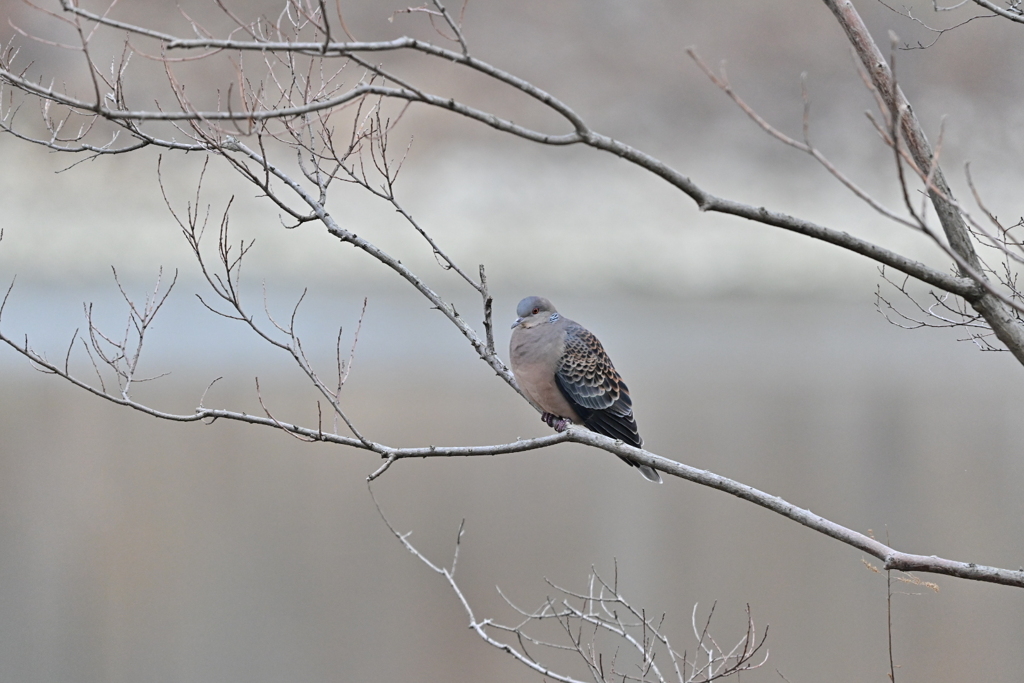 鳩